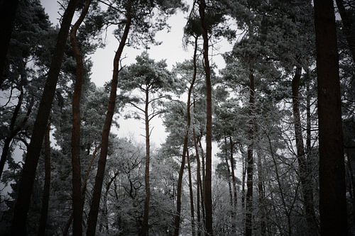 Wald im Winter