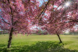 Japanse sierkers 02 sur Moetwil en van Dijk - Fotografie