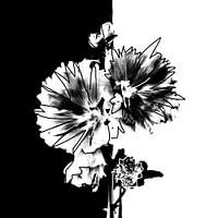 Opposites attract | black and white