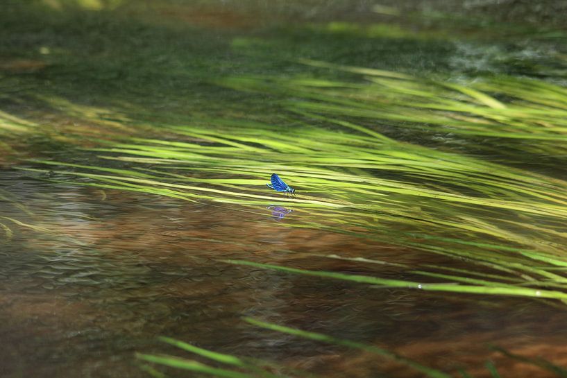 Stille wateren by Kimberly de Pater