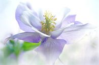 In the clouds  by Marlies Prieckaerts thumbnail