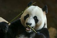 Portrait Riesiger Panda