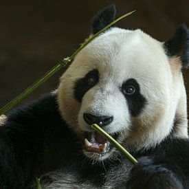 Portrait Riesiger Panda von Erik Wouters