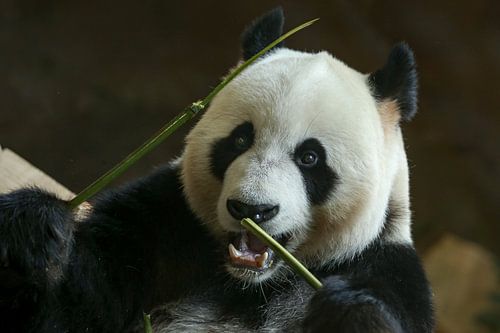 Portrait Giant Panda