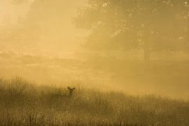Hirschkuh im Sonnenaufgang von Danny Slijfer Natuurfotografie