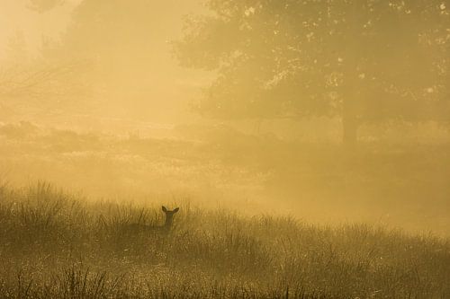 Hinde in zonsopgang