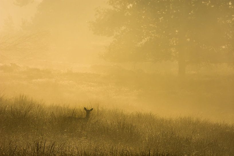 doe in sunrise by Danny Slijfer Natuurfotografie