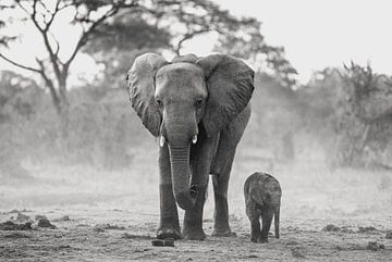 Moederolifant met babyolifant in de nevel van Robert Styppa
