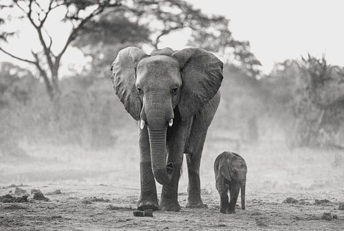 Moederolifant met babyolifant in de nevel