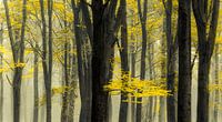 Bomen in de mist van Rob Visser thumbnail