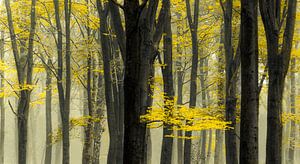 Bomen in de mist van Rob Visser
