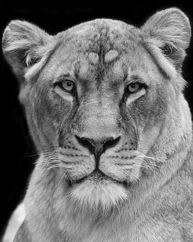 Gros plan d'une lionne en noir et blanc