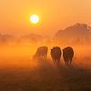 Curious cows at sunrise by Alied Kreijkes-van De Belt