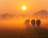 Nieuwsgierige koeien bij zonsopkomst van Alied Kreijkes-van De Belt thumbnail