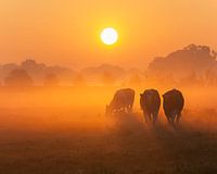 Vaches curieuses au lever du soleil