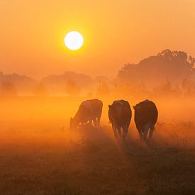 Nieuwsgierige koeien bij zonsopkomst van Alied Kreijkes-van De Belt
