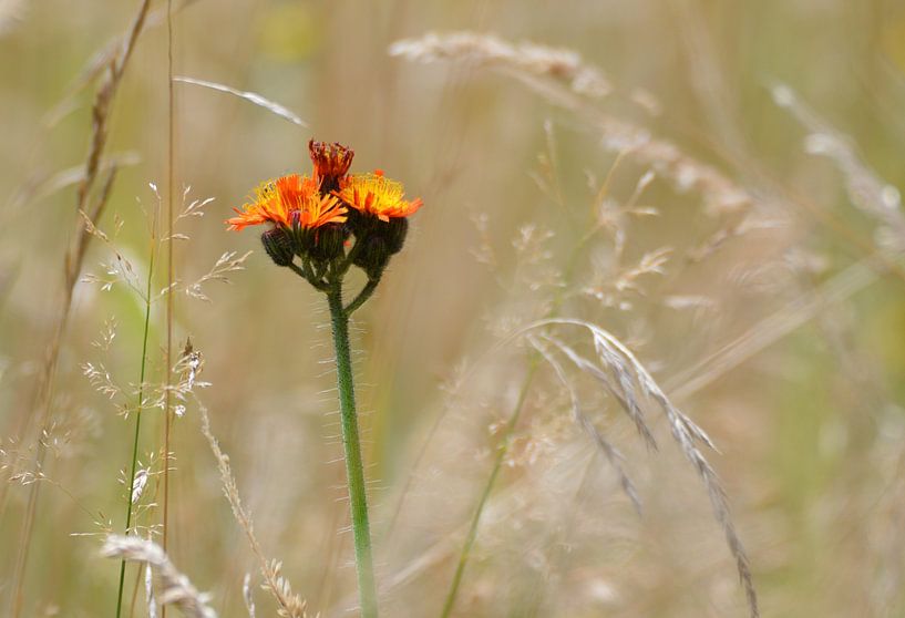alleen tussen het groen par Pascal Engelbarts