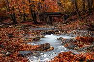 Herbstwald mit Brücke in Eupen an der Hille von Peschen Photography Miniaturansicht