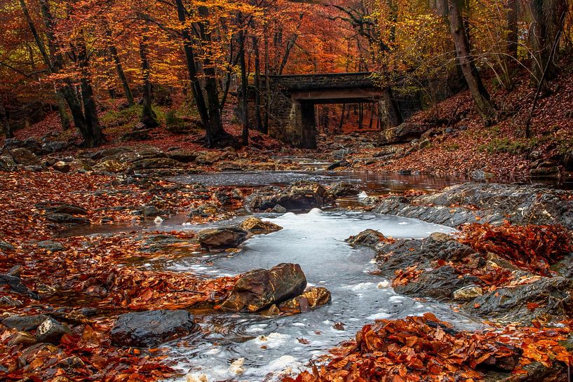 Herbstwald mit Brücke in Eupen an der Hille von Peschen Photography