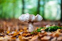Mushroom