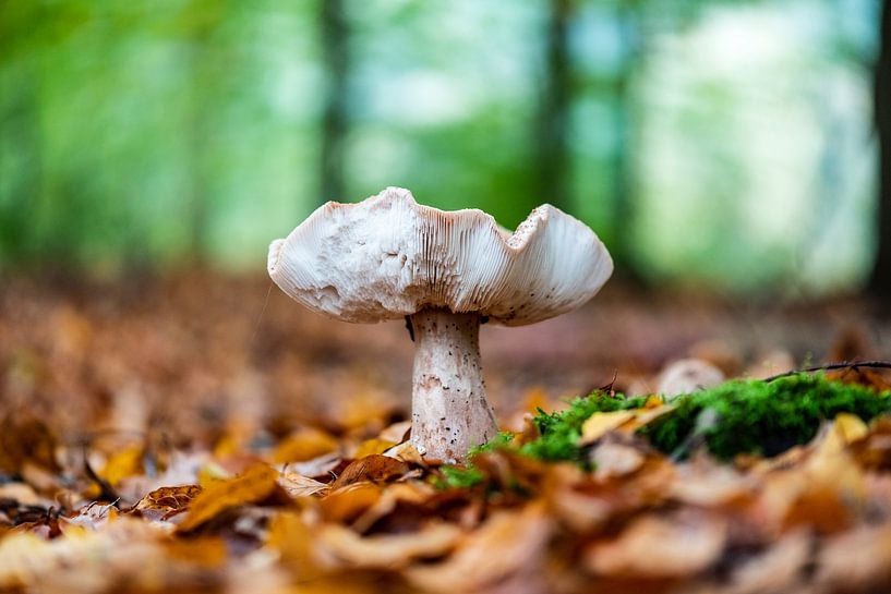Champignon par Richard de Bruin