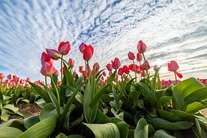 Tulipes rouges