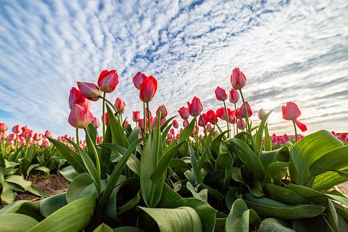 Rode tulpen