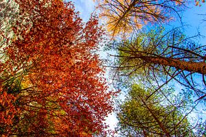 Bunte Bäume ragen gen Himmel
