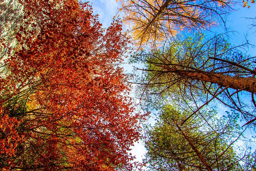 Colourful trees reach for the sky by Christa Kramer