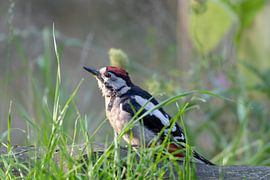 Great Pied Woodpecker by Merijn Loch