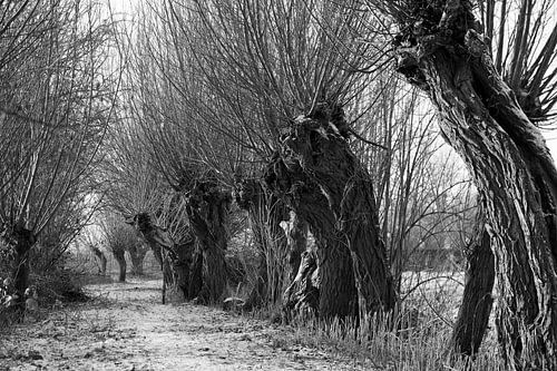 Knotwilgen in de winter