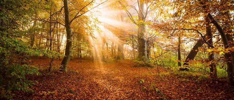 Solar explosion by Denis Feiner