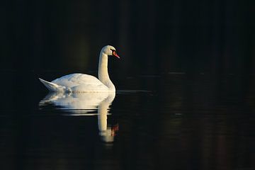 Höckerschwan von Alex Roetemeijer