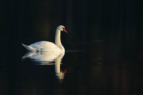 Mute Swan by Alex Roetemeijer
