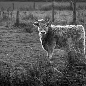 Curious calf von Margot Klaren