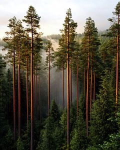 Geheimnisse der Natur