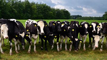 Curious cows in a row by Jessica Berendsen