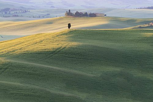 Landscape at sunrise, Val d'Orcia,