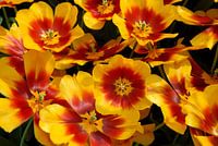 yellow tulips with red heart close up
