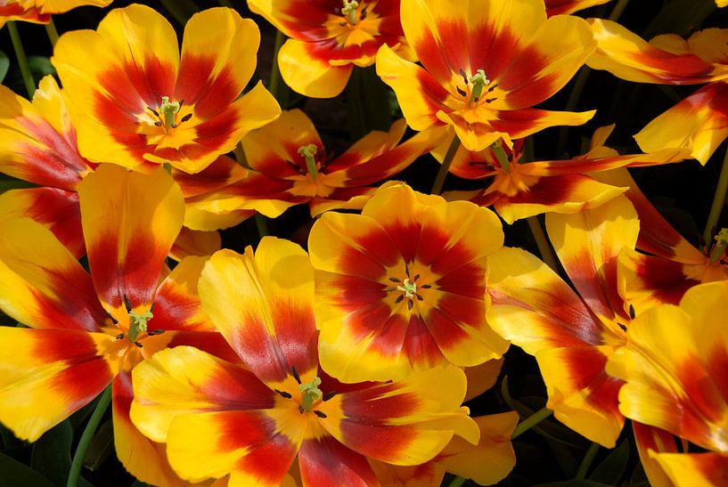 yellow tulips with red heart close up by Carmela Cellamare