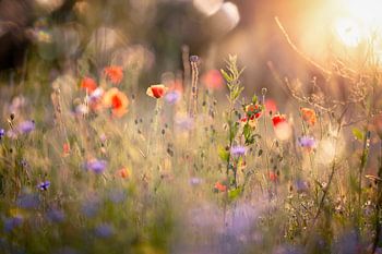 De magie van licht en bloemen