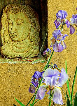 Buddha And The Iris