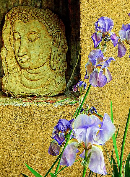 Buddha And The Iris by Dorothy Berry-Lound