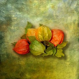 Physalis II by Andreas Wemmje