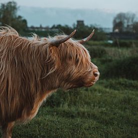 Highland cow by Liz Schoonenberg