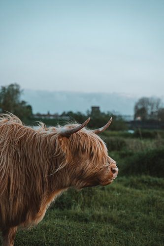 Schotse Hooglander