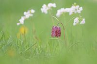 Fritillarys