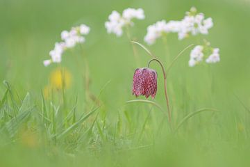 Kievitsbloem van Ton Valk