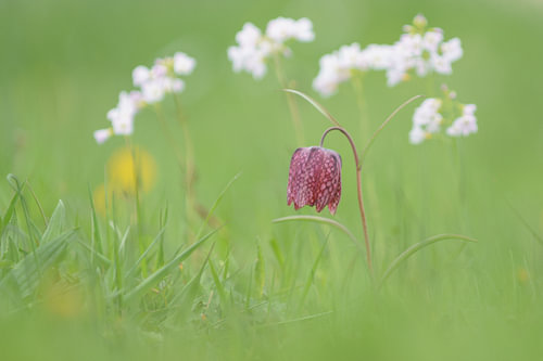 Kievitsbloem