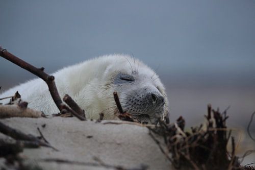 Grijze Zeehond Brul Helgoland Eiland Duitsland